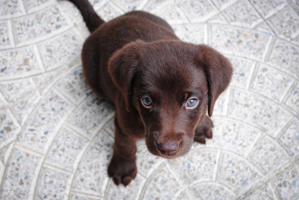 A chocolate Labrador puppy looking up at the camera