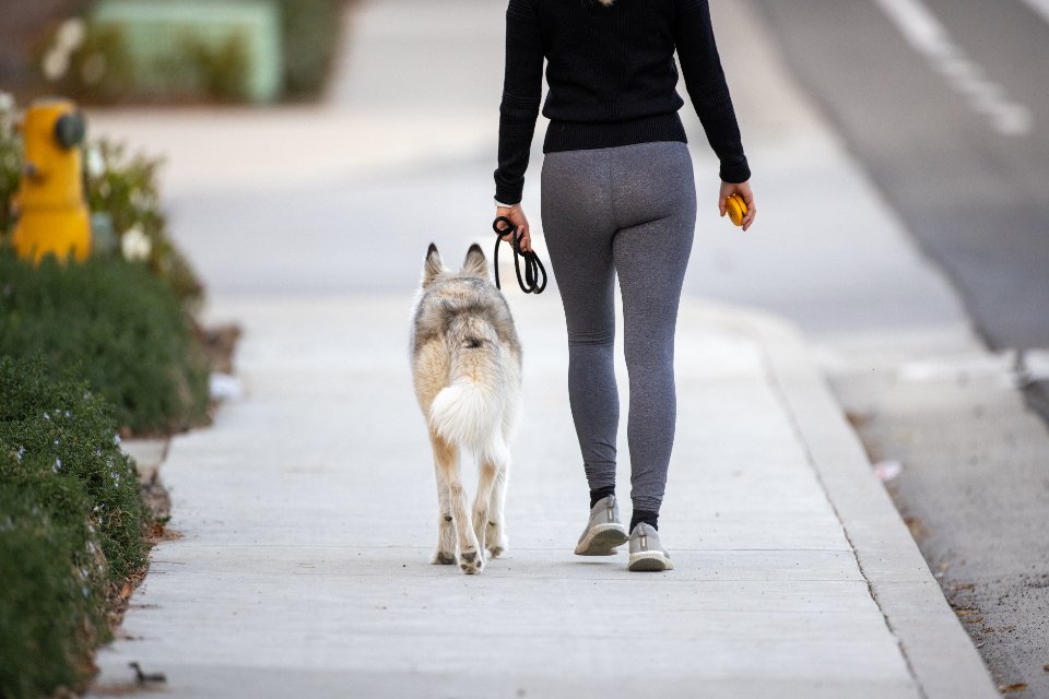 A walker leading a husky on a lead along a pavement