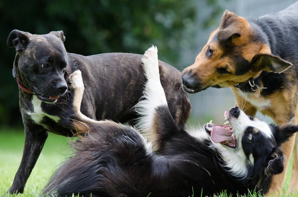 Three dogs playing together on the grass